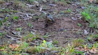 Striated Pardalote Yengarie Qld [upl. by Ahseniuq158]