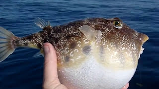 Pufferfish Puffed [upl. by Atineb]