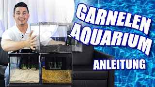 SCHLICHT UND EFFIZIENT  Super simples und günstiges Aquarium für Zwerggarnelen  Anleitung [upl. by Anerres]