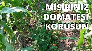 MISIR ARASINA DOMATES DİKİN [upl. by Namzzaj]