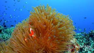 Clown Fish Swimming Around an Anemone [upl. by Enahsed]