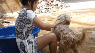 best 2018 Beautiful Girl Feeding cute Puppies How to Play with Funny Dogs at Home 13 [upl. by Esdnyl]