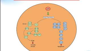 P53 signaling pathway Creative Diagnostics [upl. by Modestia]