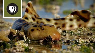 Epaulette Shark Walks on Land [upl. by Brass42]