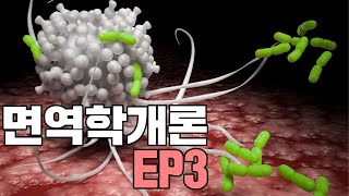 제3화  세균먹는 하마 대식세포  면역학개론  아토피  대식세포  Macrophage [upl. by Eemiaj321]