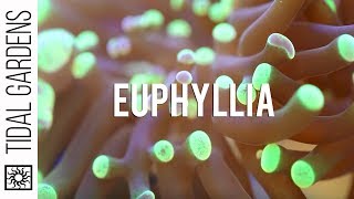 Euphyllia Coral Hammers Torches Frogspawn Propagation [upl. by Niowtna661]