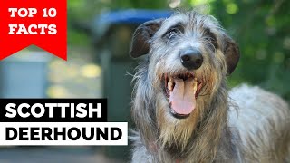 Scottish Deerhound  Top 10 Facts [upl. by Cruz354]