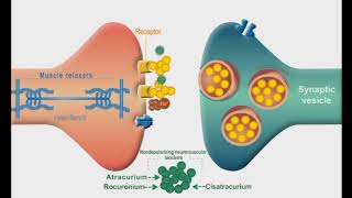 Autonomic Nervous system animation Neuromuscular Junction Blockers [upl. by Krefetz]