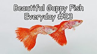 Guppy Channel  Beautiful Guppy Fish Everyday 23 [upl. by Lachlan]