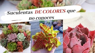 suculentas de colores [upl. by Kubetz]