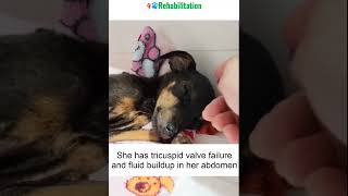 Abandoned Puppy With Breathing Trouble And A Swollen Belly 4pawsrehabilitation rescue rescuedand [upl. by Enawtna298]