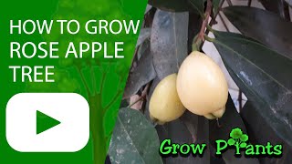 How to grow Rose apple tree Syzygium jambos [upl. by Olette]