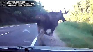 What To Do If A Moose Runs In Front Of Your Car [upl. by Stulin]