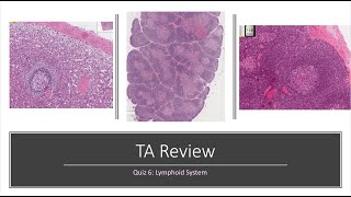 Histology Basics TA Review Lymphoid System [upl. by Noraf]