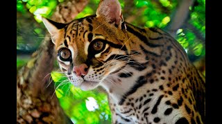 Ocelot  Leopardus pardalis  Voice [upl. by Anigger982]