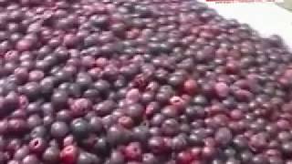 IQF FREEZING OF CHERRIES AND BERRIESxvidmp4 [upl. by Notsecnirp853]