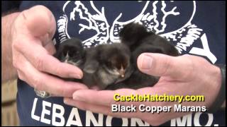 Black Copper Marans Chickens for Sale  Cackle Hatchery [upl. by Ray]