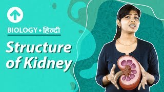 Structure of Kidney  Hindi  Excretory System  Biology  Class 10 [upl. by Gathard704]