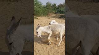 Donkeys  animals gadha shorts youtubeshorts [upl. by Ennaesor]