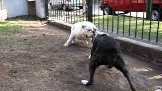 Bull dog ingles vs boxer [upl. by Atile]