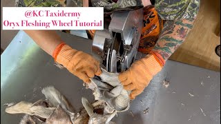 KampC Taxidermy STEP SIX Oryx Fleshing Wheel Tutorial KCTaxidermy [upl. by Annod861]