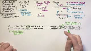 Designing cloning primers for classical restriction cloning [upl. by Iny]