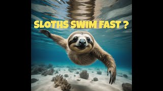 SLOTHS ARE STRONG SWIMMERS  FAST SWIMMERS sloth swimming [upl. by Novak859]