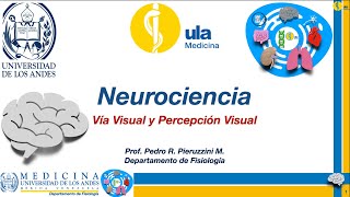 Vía Visual y Percepción Visual [upl. by Harvie]