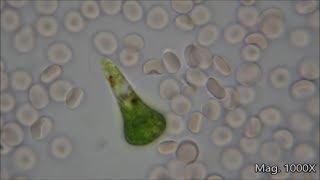 Comparing Microorganism Size Under the Microscope [upl. by Leifer]