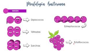 Morfología bacteriana [upl. by Sivrup105]