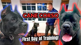 CANE CORSO First Day of Training with Professional Dog Trainer [upl. by Chaney376]