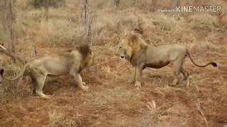 Briga de Leões por território Lion fight over territory [upl. by Llerdnam982]