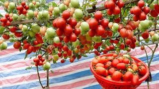 High Yield and Easy Tomato Growing Instructions for Home Gardeners [upl. by Durrell]