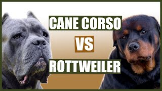 CANE CORSO VS ROTTIE Whats the difference [upl. by Rahcir]