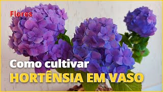 Como Cultivar Hortênsia em vaso e ter flores de várias cores [upl. by Lampert]