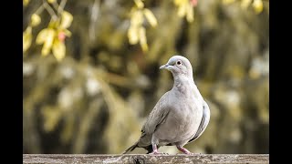 Eurasian CollaredDove Bird Warning Call [upl. by Neerbas]