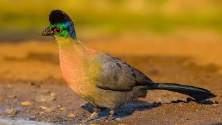 The one and only purple crested turaco 4K [upl. by Niffirg]