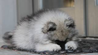 8 Week Old Keeshond Puppy Comes Home for the First Time [upl. by Elwood620]