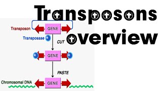 Transposons overview [upl. by Edris280]