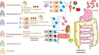 E COLI  Escherichia Coli [upl. by Zondra651]