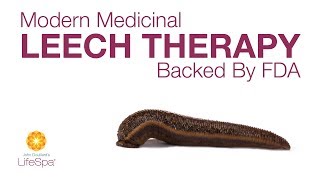 Modern Medicinal Leech Therapy Backed by FDA  John Douillards LifeSpa [upl. by Stearn]