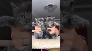 A few 💙Dolce’s gluttonscatlover kittens mainecoon twins cuteanimals fypシ゚ [upl. by Buxton]