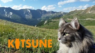 Siberian cat climbs mountain at Loveland Pass [upl. by Pardew]