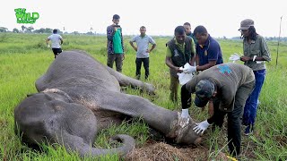 Animals faith in Humanity  Freeing a giant elephant from a Cable Trick [upl. by Sibel]