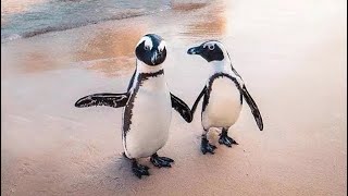 South Africa Cape Town Simonstown amp Boulder Beach Penguins [upl. by Auburta]