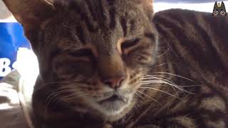 Cats Who Make Weird Noises A Compilation [upl. by Aerdnua]