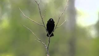 Redwinged Blackbird [upl. by Helena]