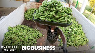 Why The World’s Most Popular Banana May Go Extinct  Big Business [upl. by Merc13]