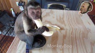 Capuchin Monkey Kills a Banana [upl. by Gnud402]