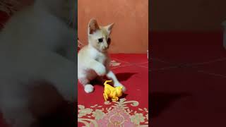 Any playing with mini cat cat [upl. by Laidlaw]